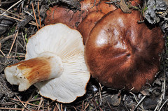 Tricholoma albobrunneum