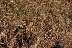 Lanius bucephalus
