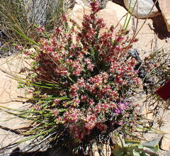 Passerina obtusifolia