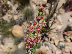 Passerina obtusifolia