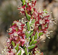 Passerina obtusifolia