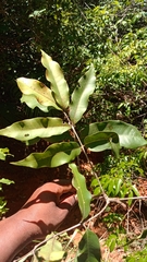 Plagioscyphus