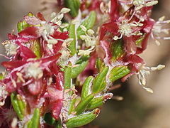 Passerina obtusifolia