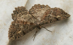 Neoalcis californiaria