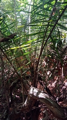 Dypsis leptocheilos