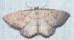 Chrysolarentia microcyma