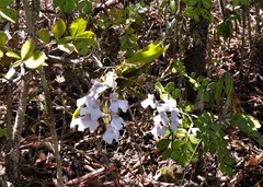 Ionopsis utricularioides