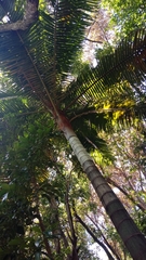 Dypsis leptocheilos