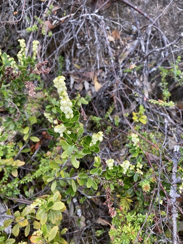 Tetracarpaea tasmannica (Tetracarpaea tasmannica)