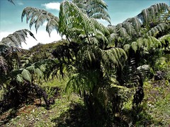 Cyathea weatherbyana