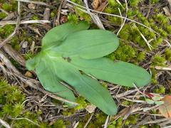 Freesia caryophyllacea
