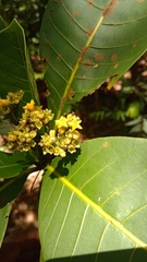 Psychotria berizokae image