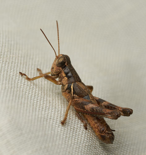 Wood-colored Short-wing Grasshopper (Melanoplus ligneolus) · iNaturalist