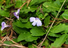 Mazus pumilio