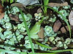 Sphaenorhynchus lacteus