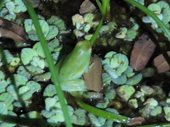 Sphaenorhynchus lacteus