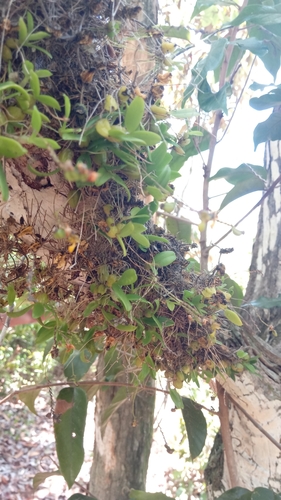 Bulbophyllum falcatum var. velutinum image