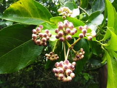 Dendropanax arboreus