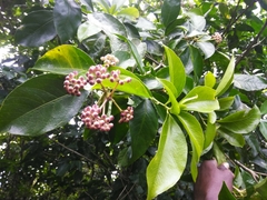 Dendropanax arboreus