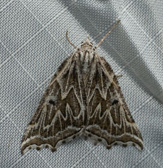 Plataea californiaria