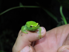 Sphaenorhynchus lacteus