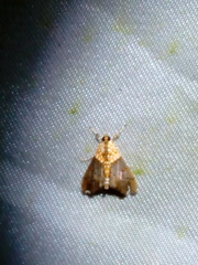 Agrotera discinotata