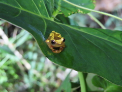 Dendropsophus leucophyllatus