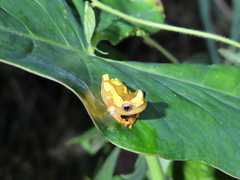 Dendropsophus leucophyllatus