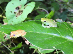 Sphaenorhynchus lacteus