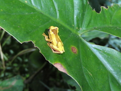 Dendropsophus leucophyllatus