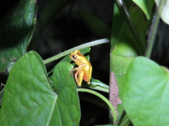 Dendropsophus leucophyllatus