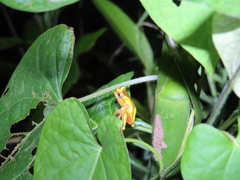 Dendropsophus leucophyllatus