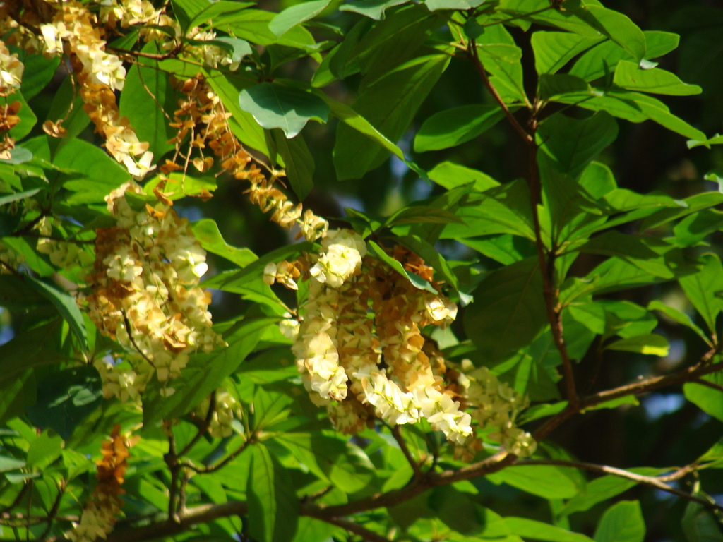 white olive