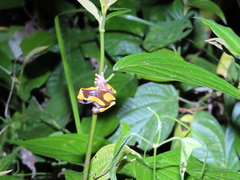 Dendropsophus leucophyllatus