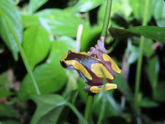 Dendropsophus leucophyllatus