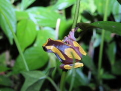 Dendropsophus leucophyllatus