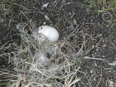 Alopochen aegyptiaca