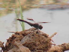 Brachythemis