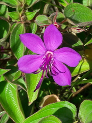 Rhynchanthera grandiflora