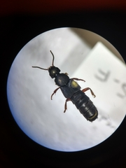 Platydracus fulvipes