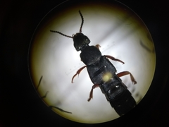 Platydracus fulvipes