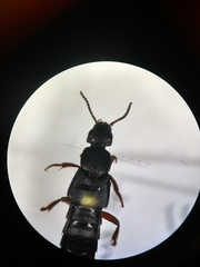 Platydracus fulvipes