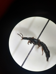 Platydracus fulvipes