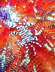Zebrida adamsii