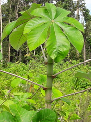 Cecropia obtusa