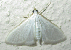 Palpita vitrealis