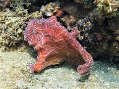 Psychedelic Frogfish photo 5