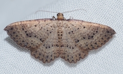 Chrysolarentia microcyma