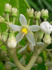 Solanum rugosum