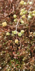 Crassula natans